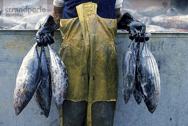 Berufsfischer hält sechs silberne Fische  Los Angeles  Kalifornien.