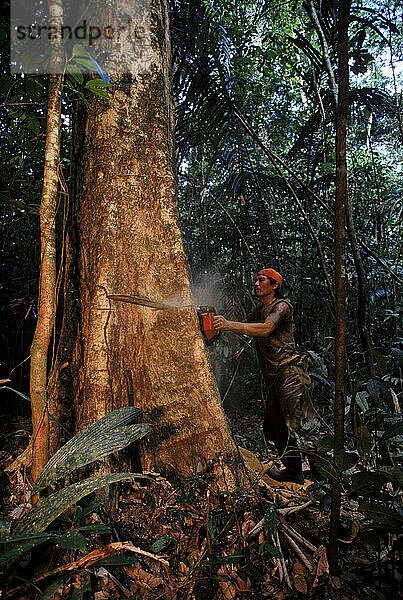 Holzeinschlag in Surinam