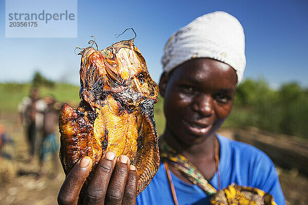 Getrockneter Katzenfisch zum Verkauf  Shire Valley  Malawi