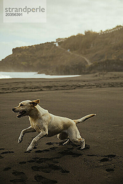 Labrador Retriever Hund genießt den Sand an einem Strand auf Teneriffa