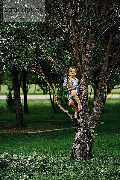 Weite Sicht auf ein kleines Kind  das im Sommer in den Ästen eines Baumes sitzt