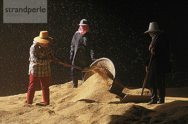 Drei Menschen arbeiten zusammen  während sie Getreide aus einem Korb schaufeln  Thailand  Asien.
