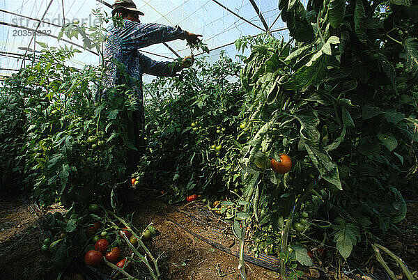 Tropfbewässerung von Tomatenpflanzen im Jordantal  Jordanien.