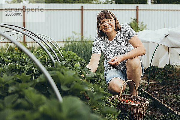 Ältere Frau pflückt Erdbeeren in ihrem Garten