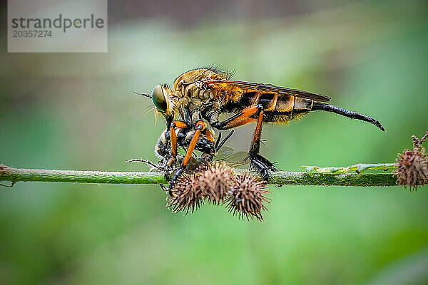 Räuberfliege (Asilidae) auf dem Ast