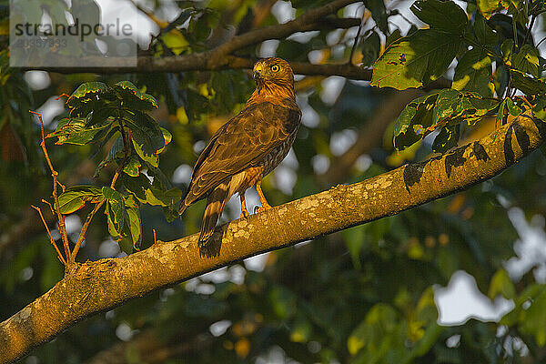 Gebirgsfalke  Nationalpark Morne Trois Pitons  Dominica