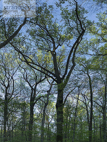 Landschaft mit Bäumen gegen den Himmel im Fernbank Forest