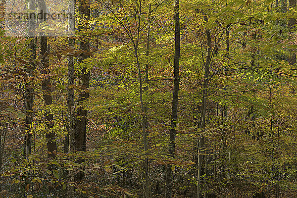 Fernbank Forest im Herbst