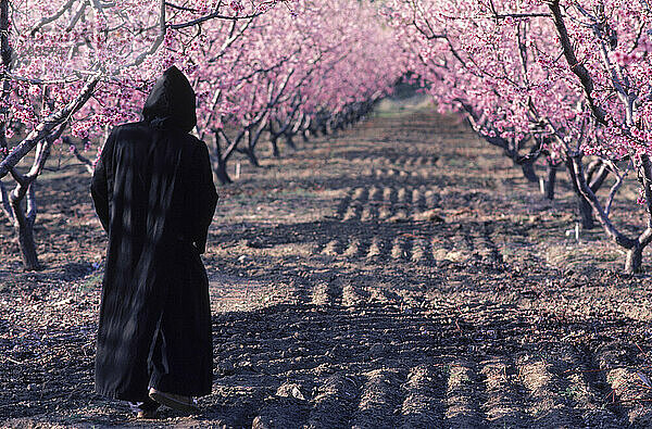 Ein Mönch geht unter den blühenden Bäumen  Kalifornien  USA.