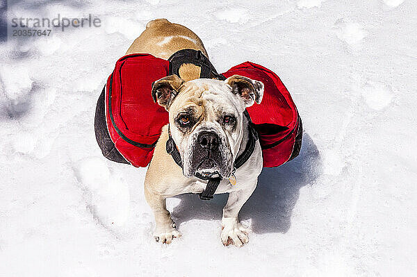 Bulldogge auf einer Frühjahrs-Skitour im Hinterland