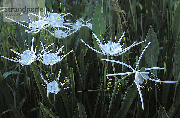 Spinnenlilien.