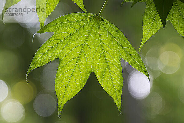 Amerikanischer Amberbaum (Liquidambar styraciflua) Blatt