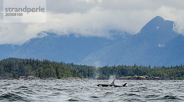 Schwertwale oder „Orcas“ (Orcinus orca) im Meer  Tofino  British Columbia  Kanada