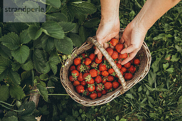 Person legt Erdbeeren in einen Weidenkorb