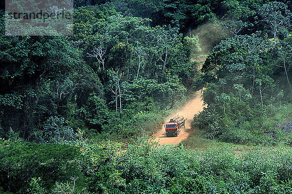 Holzeinschlag  Surinam