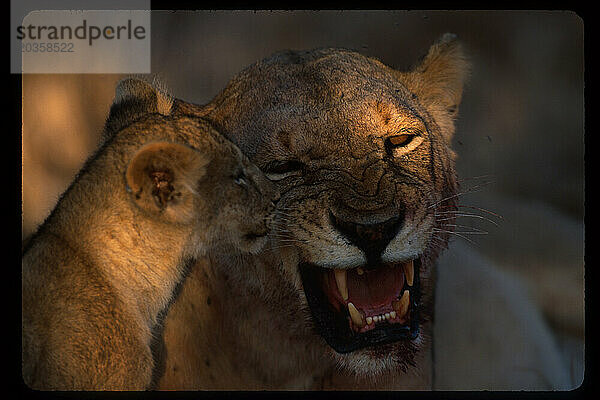 Löwenmutter ärgert sich über ihr Junges  Kenia.