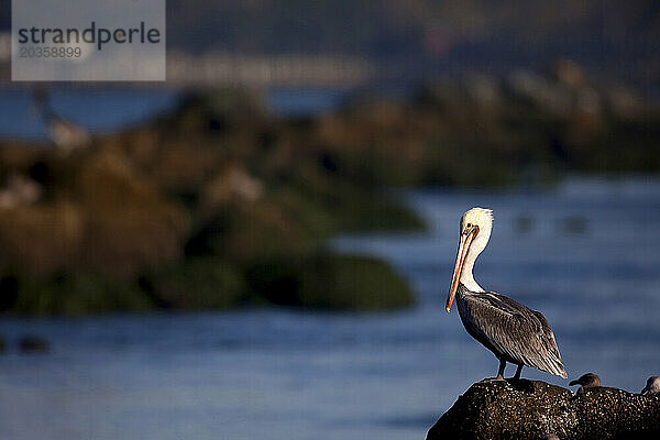 Ein Amerikanischer Braunpelikan (Pelecanus occidentalis) hockt während der Herbstwanderung entlang des Pacific Flyway auf Stegfelsen in der Nähe von Bandon  Oregon.