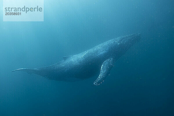Ein Buckelwal schwimmt friedlich unter Wasser