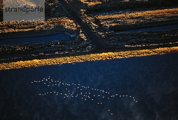 Luftaufnahmen von Schneegänsen im Tule Lake Wildlife Refuge  Kalifornien. Das Wasser in der Schutzhütte stammt aus landwirtschaftlichen Abwässern.