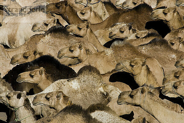 Eine Kolonne von fünfzehnhundert Kamelen verlässt Dongola im Sudan in Richtung Ägypten. Jährlich reisen 150.000 Kamele nach Ägypten.