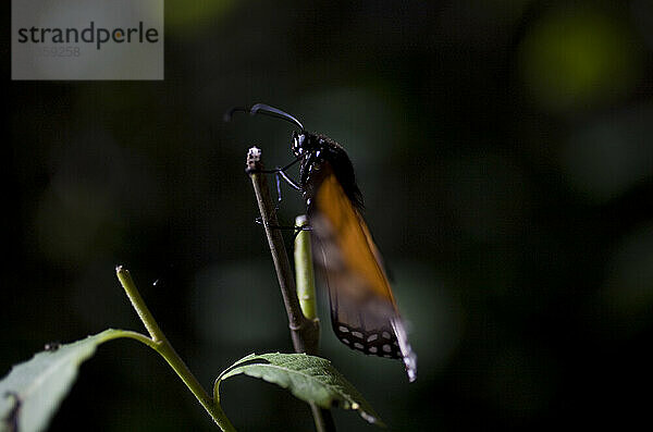 Ein Monarchfalter (Danaus plexippus) sitzt im Cerro Pelon-Schutzgebiet für Monarchfalter in der Nähe des Dorfes Capulin im mexikanischen Bundesstaat Mexiko