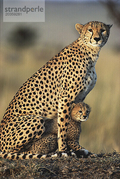 Gepardenweibchen sitzt mit ihrem Jungen zwischen ihren Beinen  Masai Mara Game Reserve  Kenia  Afrika.