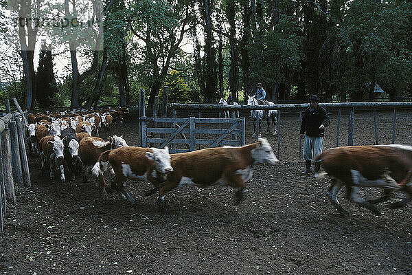Viehhaltung in Patagonien  Argentinien