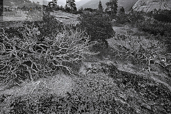 Manzanita-Büsche  in der Nähe von Hell's Half Acre  San Joaquin River Valley.