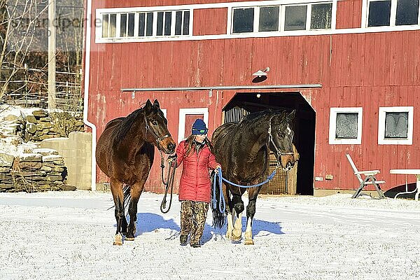 Junge Frau führt im Winter Pferde aus dem Stall