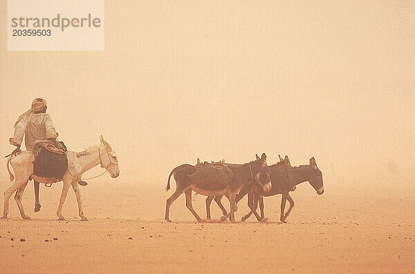 A donkey rider and donekys make their way through a sand storm  Kordofon  Sudan.