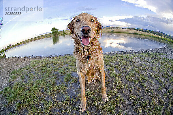 Hund (Golden Retriever)  nass nach dem Schwimmen im Teich (Weitwinkel)