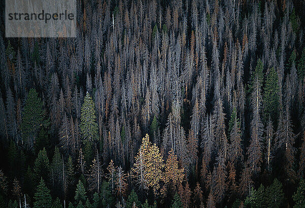 Luftaufnahme des toten und sterbenden Waldes im Lake Tahoe Basin.