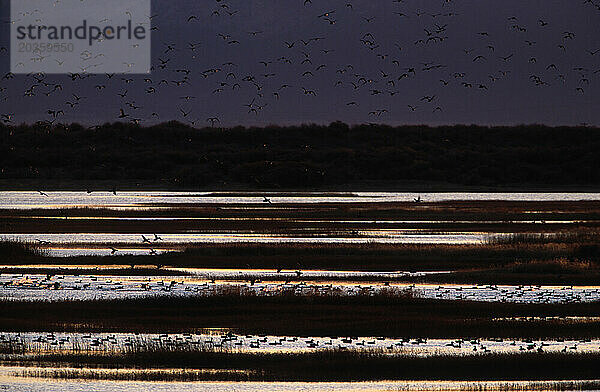 Sonnenuntergang  Enten  White Lake  Lower Klamath Wildlife Refuge  CA.