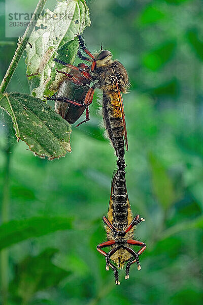 Räuberfliege (Asilidae) auf dem Ast