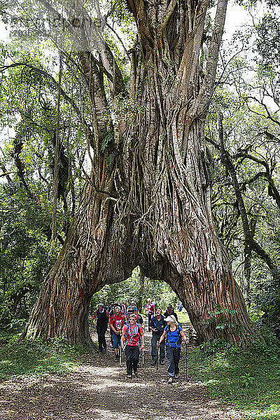 Wanderer wandern unter dem berühmten Feigenbaum auf dem Weg zum Mount Meru  einem Berg im Arusha-Nationalpark in Afrika  in der Nähe des Kilimandscharo.