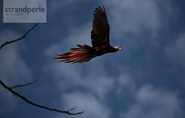 Ein Scharlachroter Ara fliegt im Ökotouristenzentrum Las Guacamayas im Biosphärenreservat Montes Azules  Chiapas  Mexiko