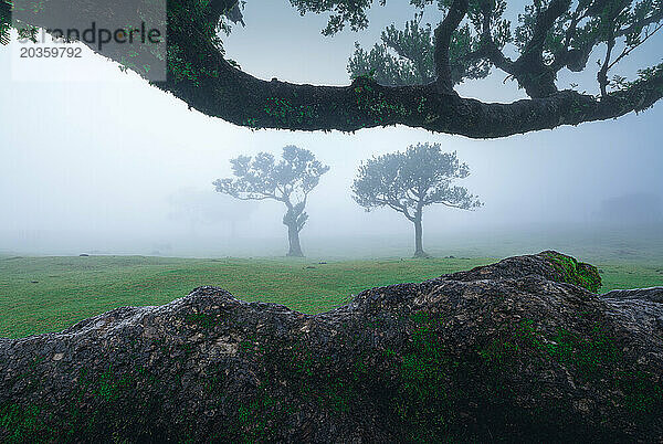 Mystischer Lorbeerwald-Rahmen – nebliger Fanal  Madeira  mit Wurzeln