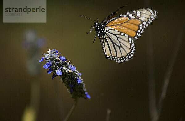 Ein Monarchfalter (Danaus plexippus) fliegt zu einer Blume im Cerro Pelon Schutzgebiet für Monarchfalter in der Nähe des Dorfes Capulin im mexikanischen Bundesstaat Mexiko