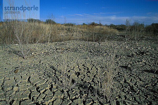 Das Azraq-Feuchtgebietsreservat in Azraq  Jordanien. Im Jahr 1993 trocknete das Feuchtgebiet aus  weil zu viel Grundwasser für die Wasserversorgung von Amman abgepumpt wurde. Mittlerweile wurden etwa 10 % von pip wiederhergestellt
