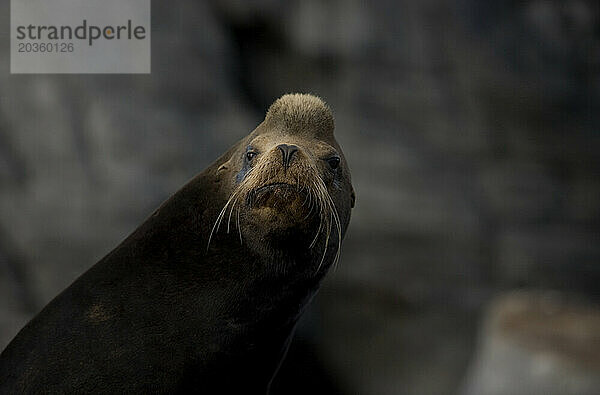 Ein Seelöwe sitzt auf der Insel Coronado in der Nähe der Stadt Loreto im südlichen Bundesstaat Baja California in Mexiko