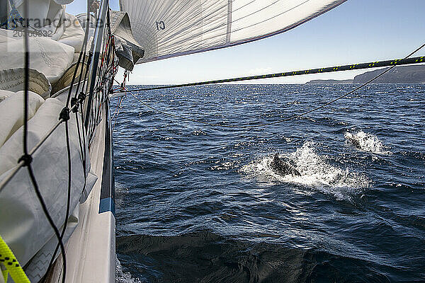 Delfine verfolgen das Clipper-Yachtrennen von Sydney nach Hobart 2015
