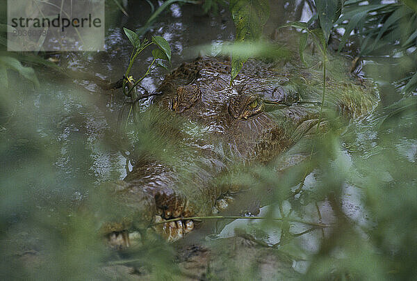 Orinoco-Fluss  Krokodil  Venezuela  Südamerika