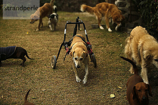 Behinderte Hunde in Mexiko-Stadt.