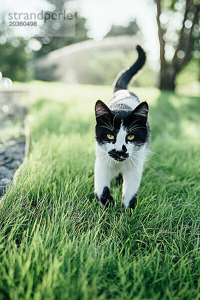 Nahaufnahme eines Porträts einer Katze  die im Sommer draußen im Gras spaziert