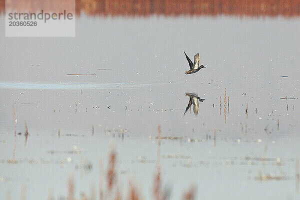 Eine Blauflügelkrickente (Anas discors) fliegt während der Herbstwanderung entlang des Pacific Flyway über flache Sumpfgewässer im Tule Lake National Wildlife Refuge im Norden Kaliforniens.