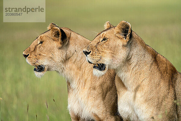 Zwei weibliche Löwen jagen in der Masai Mara in Kenia.