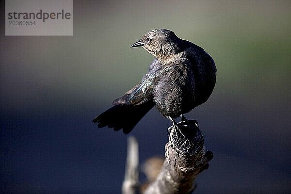 Eine weibliche Bieramsel (Euphagus cyanocephalus) steht auf einem Ast in Bandon  Oregon.