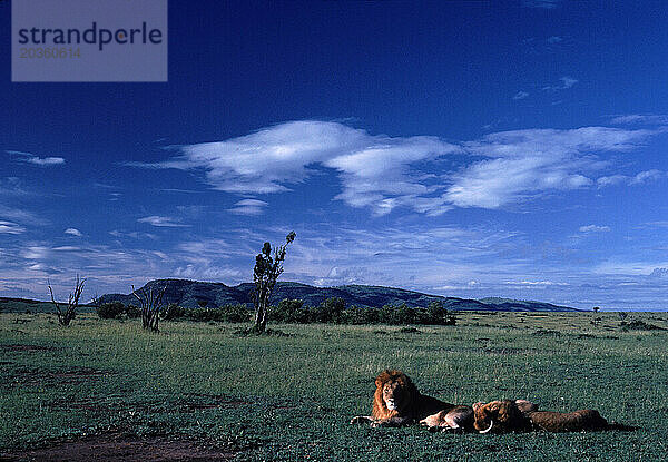 Zwei erwachsene Löwen faulenzen auf einer Grasebene in Kenia.