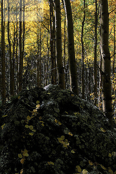 Rio Grande National Forest  CO USA