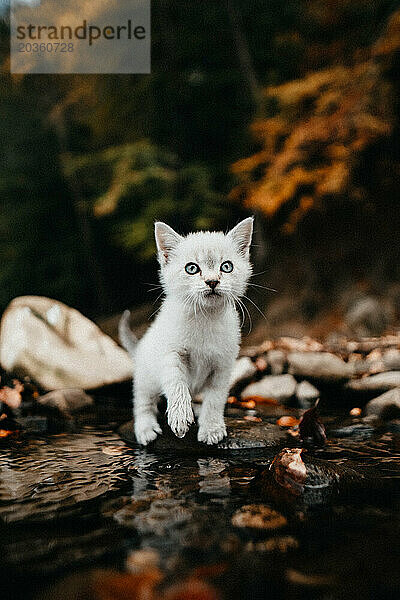Weißes Kätzchen mit blauen Augen sitzt auf einem Felsen am Fluss